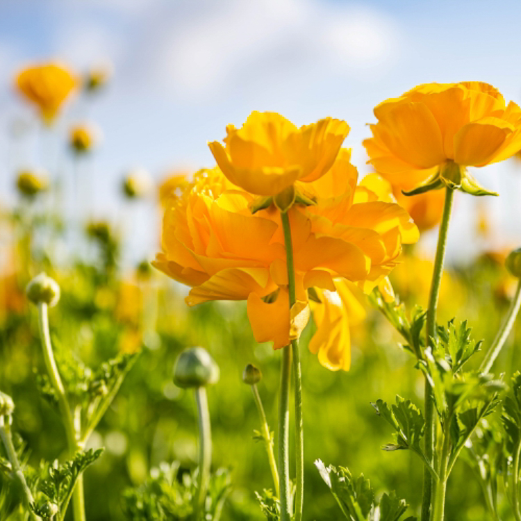 Image of yellow flowers in a field. Sky in background it light blue with clouds.
